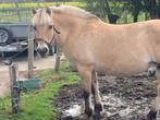 Fjord merrie, Dieren en Toebehoren, Paarden, Merrie, Minder dan 160 cm, Gechipt, 11 jaar of ouder