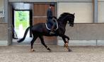 Talentvolle ruin van Zonik's Taminau te koop, Dieren en Toebehoren, Paarden, Gechipt, Ruin, Dressuurpaard, 3 tot 6 jaar