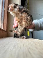 Ukkelse baardkriel - duizendkleuren hennetje, Dieren en Toebehoren, Pluimvee