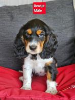 engelse cocker pups, Dieren en Toebehoren, België, CDV (hondenziekte), 8 tot 15 weken, Meerdere