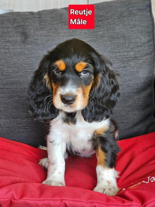 engelse cocker pups, Dieren en Toebehoren, Honden | Retrievers, Spaniëls en Waterhonden, Meerdere dieren, Spaniël, Fokker | Professioneel