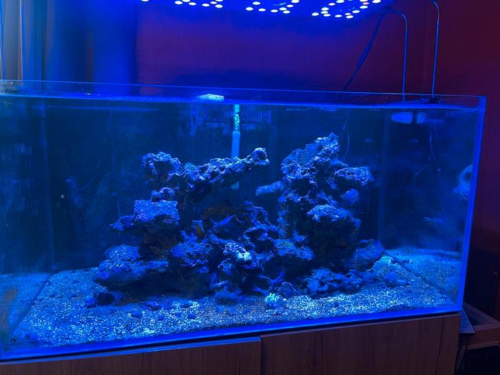 URGENT Aquarium marin 350L Blue marine 600€, Animaux & Accessoires, Poissons | Aquariums & Accessoires, Enlèvement