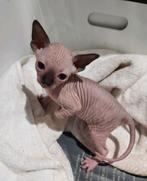SPHYNX KITTEN VROUWTJE , LAATSTE STUK, Dieren en Toebehoren, Katten en Kittens | Raskatten | Korthaar, Poes, Gechipt