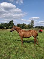 Quarter merrie, Dieren en Toebehoren, Paarden, Merrie, Minder dan 160 cm, Gechipt, Zadelmak