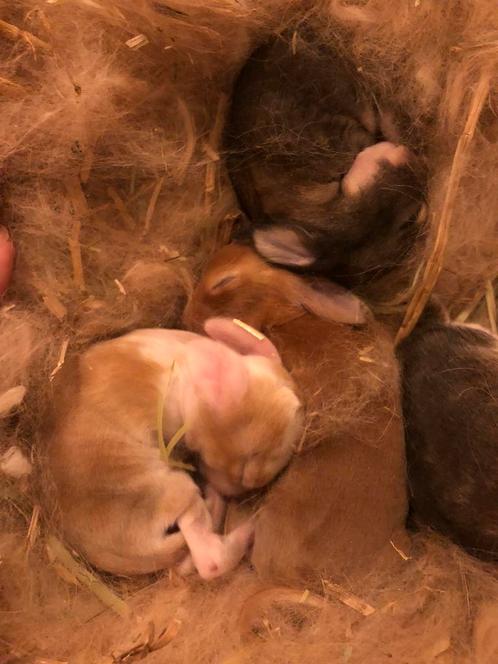 Franse hangoortjes, Dieren en Toebehoren, Konijnen, Groot, Hangoor