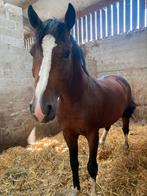 2jarige zangersheide hengst, Dieren en Toebehoren, Paarden, Met stamboom, Springpaard, Z, 0 tot 2 jaar