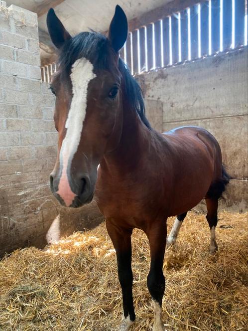 2jarige zangersheide hengst, Dieren en Toebehoren, Paarden, Hengst, Z, 165 tot 170 cm, 0 tot 2 jaar, Springpaard, Met stamboom