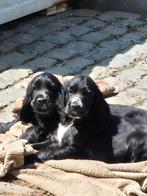 Engelse Cocker Spaniël pups, België, Fokker | Hobbymatig, CDV (hondenziekte), 8 tot 15 weken