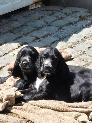Engelse Cocker Spaniël pups beschikbaar voor biedingen