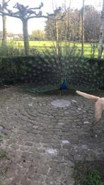 pauwen, Dieren en Toebehoren, Mannelijk, Overige soorten