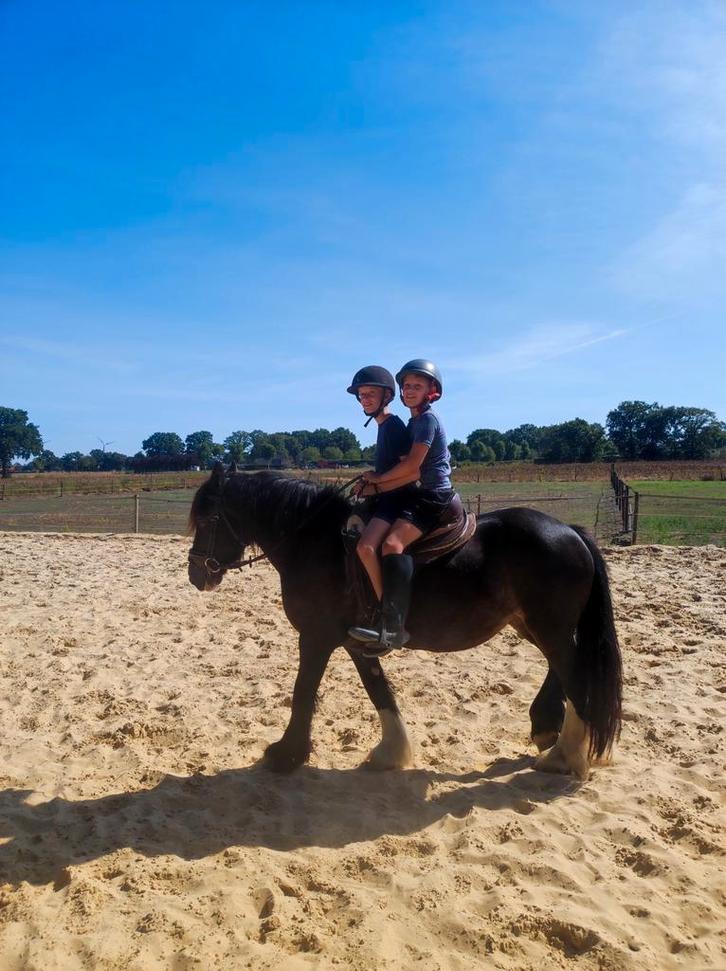 Verzorgpaard aangeboden  - bijrijder gezocht - halve stal, Dieren en Toebehoren, Paarden, B