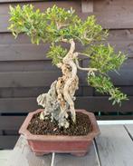 Serissa Foetida bonsai, Tuin en Terras, Planten | Bomen, Halfschaduw, Overige soorten, Minder dan 100 cm, Zomer
