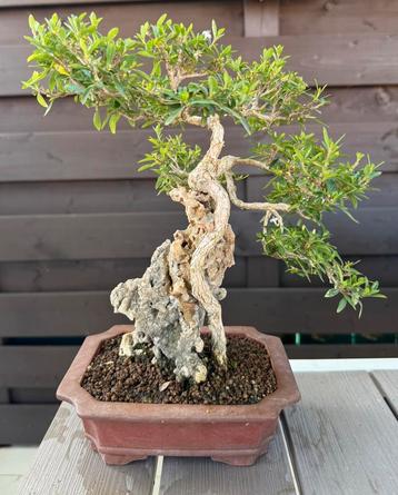Serissa Foetida bonsai  beschikbaar voor biedingen