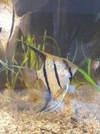 pterophyllum ALTUM'rio nanay' (scalare), Dieren en Toebehoren, Vis, Zoetwatervis