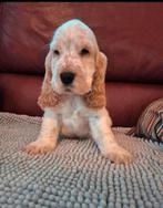 Engelse Cocker-spaniël-puppy's, Dieren en Toebehoren, Honden | Retrievers, Spaniëls en Waterhonden, België, Fokker | Hobbymatig