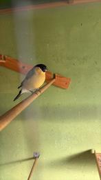 Goudvink ruilen, Dieren en Toebehoren, Vogels | Overige Vogels