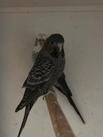 Blackface blackwing kopppel brr, Dieren en Toebehoren