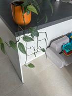 Belle plante suspendue saine 9,00€, Immo
