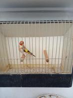 Major putters, distelvinken mannen bruin 2025., Mannelijk, Wildzangvogel, Geringd