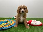 Nestje Cavapoo pups, België, Overige rassen, CDV (hondenziekte), 8 tot 15 weken