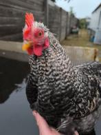 Cochin haantje, Dieren en Toebehoren, Pluimvee