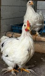 Kipjes, Dieren en Toebehoren, Pluimvee