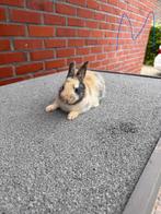 Dwergkonijn, Dieren en Toebehoren, Konijnen, Mannelijk, Dwerg, 0 tot 2 jaar