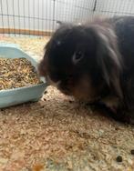 Konijn (voedster), Dieren en Toebehoren, Konijnen, Vrouwelijk, Middelgroot, Hangoor, 3 tot 5 jaar