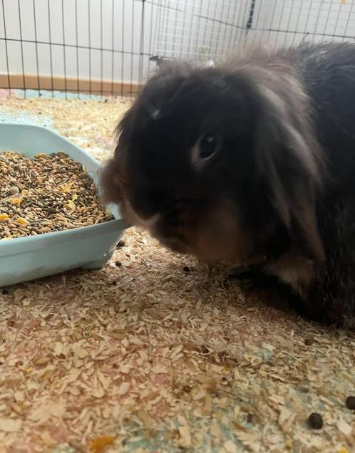 Konijn (voedster), Dieren en Toebehoren, Konijnen, Middelgroot, Vrouwelijk, 3 tot 5 jaar, Hangoor