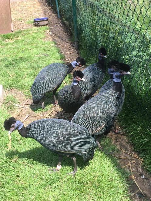 Kroeskopparelhoen, Dieren en Toebehoren, Vogels | Overige Vogels, Meerdere dieren, Geringd