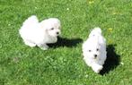 Chiots maltais, Bichon maltais, Plusieurs, Parvovirose, Belgique