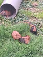 Cavia's, Dieren en Toebehoren, November, Meerdere dieren, Cavia