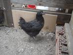 jonge hen (kruising), Dieren en Toebehoren, Pluimvee, Vrouwelijk, Kip