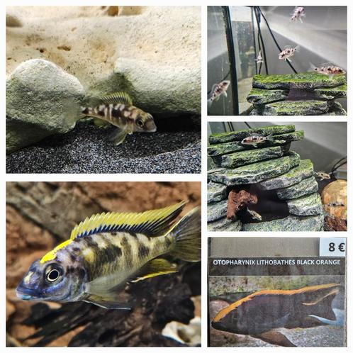 Otopharynx lithobathis black orange malawi  cichliden hobbyk, Dieren en Toebehoren, Vissen | Aquariumvissen, Zoetwatervis, Vis