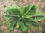 Musa 'Tropicana' of kamerbanaan, Huis en Inrichting, Kamerplanten, Ophalen, Overige soorten, Minder dan 100 cm