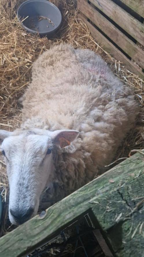 4-jarige schapen voor een lage prijs, Dieren en Toebehoren, Overige Dieren-accessoires, Ophalen