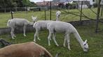 Alpaca merrie ’s