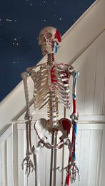 Anatomisch skelet Zmedical, Diversen, Ophalen, Zo goed als nieuw
