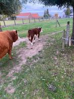 Mini-koe, Dieren en Toebehoren, Runderen, Mannelijk, 0 tot 2 jaar