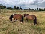 Gezelschapsmerries bont en bruin, Dieren en Toebehoren, Merrie, Niet van toepassing, A pony (tot 1.17m), Gechipt