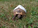 Griekse landschildpad (vrouwtje), Dieren en Toebehoren, Reptielen en Amfibieën, Schildpad, Tam, 11 jaar of ouder
