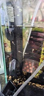 Baby ancistrus, Autres types, Poisson d'eau douce