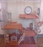 Wij zoeken hamster ?Krijgt super huisje omgeving Turnhout, Dieren en Toebehoren, Knaagdieren, December, Hamster, Tam