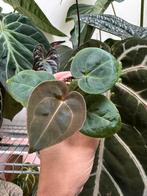 Anthurium red sinus hofmanii (indo), Ophalen of Verzenden