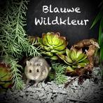 Prachtige allerschattigste troetelhamstertjes (4-8 weken), Animaux & Accessoires, Rongeurs, Hamster, Décembre, Domestique, Plusieurs animaux