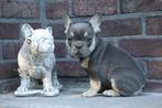 Schiterende / gezonde Franse Bulldog reutjes, 8 weken, België, Fokker | Hobbymatig, Reu, CDV (hondenziekte)