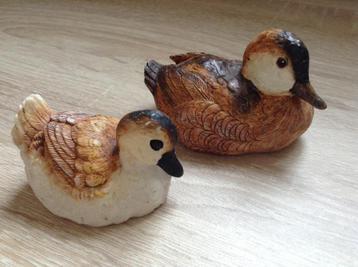 Prachtig  koppel eendjes beschikbaar voor biedingen