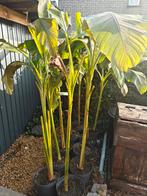 Bananier, Enlèvement