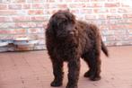 Chocolade Medium Labradoodle pups (40-45cm schofthoogte), Dieren en Toebehoren, België, Overige rassen, CDV (hondenziekte), 8 tot 15 weken