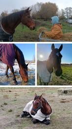 Bomproof merrie, echt super lief paard, Dieren en Toebehoren, Merrie